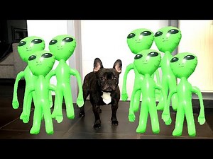 Dog VS Alien Apocalypse Prank: Funny dog Flor The Frenchie