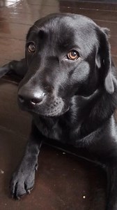 BEAUTIFUL LABRADOR | Oregon UN Labrador PER AMICO