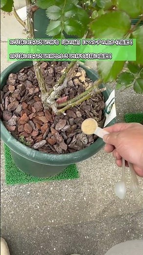 4月｜鉢植えバラ 開花前ラスト施肥