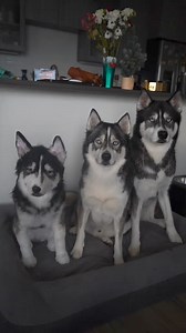 This is gonna start something… 🤨 . . . #husky #huskypuppy #huskylove #huskygram #huskylife #huskyphotography #huskypics #huskynation #huskymix #huskylovers #huskyofinstagram #huskylover #huskydog #huskyworld #huskypuppies #huskypup #huskysofinstagram #huskylovingclub #huskymom #huskysiberiano #huskyoftheday #huskys #huskyreq #huskyproblems #huskypic #huskyfamily #huskypage #huskycute #huskyheaven #huskypride | Blue The Husky