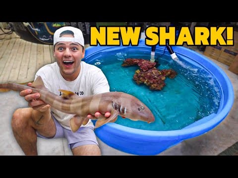 I RESCUED a SHARK for My NEW POND!!