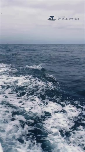 San Diego Whale Watch on Reels