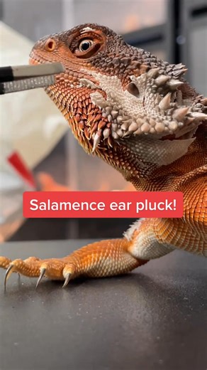 Thats ASMR #lizard #asmr #foryoupage | Midori Perspective