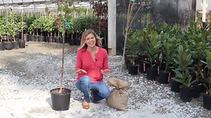 Don't gamble buying bare-root trees. Fast-Growing-Trees.com only ships potted plants that guarantees YOU results. | Fast Growing Trees