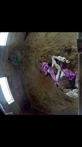 So there I was… minding my own business, perfectly comfortable, having a lovely little rest against the wall. Life was good. Cozy. Secure. Then I had a very vivid dream. I don’t know what it was about — maybe snacks, maybe grass, maybe absolutely nothing — but next thing I know I rolled just a bit too far and… well… plot twist. Suddenly the wall was way closer than I remembered and none of my legs were where they were supposed to be. Rude. Extremely rude. I wasn’t panicked though. Just mildly in