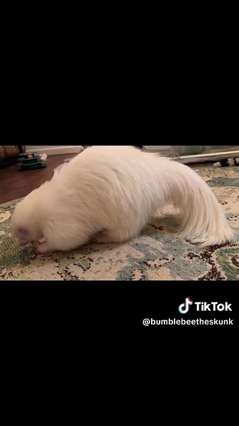 Bumblebee the Skunk having an Apple snack 🦨 🍎 #bumblebeetheskunk #skunkmom #skunks #skunklife #skunk #animal #babyskunk #pets #pet #dreampet #albinoanimal #albinoskunk #albinoanimals #skunksoftiktok #silly #albinos #apple #snack #snacks #petsoftiktok #eating #eatwithme #petlover #cuddlebuddy #bestfriend #tiktok #tiktok #goodboy
