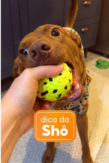 se nem o cachorro destruidor conseguiu acabar com esses brinquedos... aí o teste foi aprovado! 😂🐶 Bola🔎: AAS-YKA-ZKQ Cabo de guerra🔎: AEA-HCL-DTL