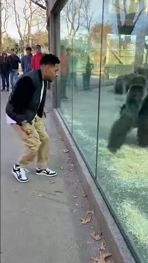 This Gorilla COPIED His Dance Moves... 🤯
