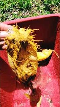 What happens to 8 months old pumpkins that have sat in a basket outside. #pumpkins #rotten or #not