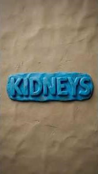 What do the kidneys do?