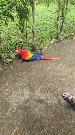 This Macaw Woke Up and Chose Violence 🦜😤