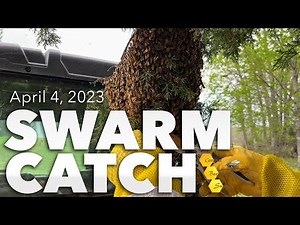 Swarm Catch - April 2023 [Spring Swarm Catch by a Professional Beekeeper]