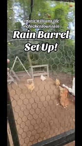 Rain Barrel set up by the beautiful @Katie.Williams.life! Any sized Chicken Fountain can easily accommodate our Gravity Flow Adapter which optimizes water flow from low pressure water sources to your Chicken Fountain! See what size fountain and accessories are right for you and your flock at MyChickenFountain.com ! . . #homesteading #lifeonthefarm #backyardchickens #chickencoop #farmlife #farm #chickens #poultry #fresheggs #eggs #homesweethome #selfsufficient #selfsufficiency #homesteadlife #far