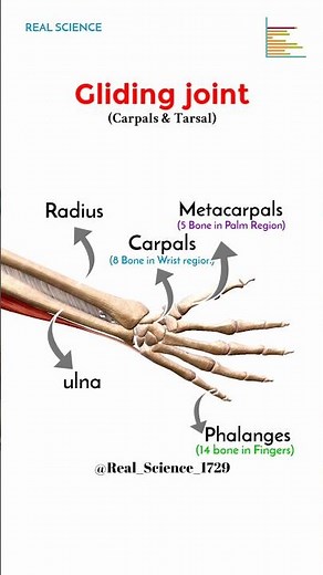 Gliding Joint (Carpals & Tarsal) Synovial Joint #realscience #locomotion #humanbody #biology#science