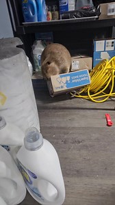 Baby Rory is practicing her beavering skills by helping us put donations away. And by helping I mean she is creating chaos and hoarding things in our closet after dragging them there. Did I ask for this help? No. Is this help actually helpful? No. Do I have a choice? No. Rory pushed past a volunteer to get out of her outdoor enclosure, came in through the backdoor, and came upstairs to "help" me. Beavers may actually be the most stubborn creatures ever who decide what they want and insist on get