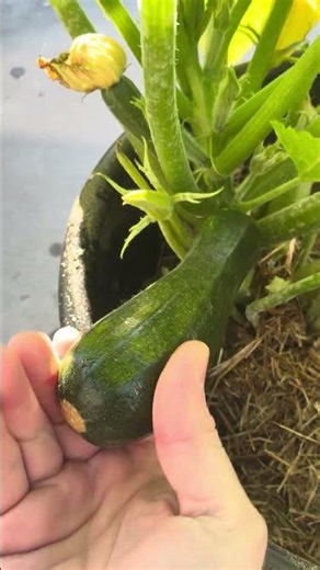 That Cold Snap CRACK! ❄️ Zucchini Harvest #ASMR