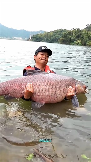 The Fish That Makes Real Gemstones. | Whatsup World