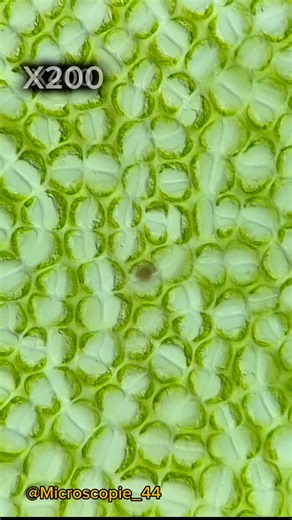 jean-Marc Babalian on Instagram: "🇬🇧Have you ever heard of Ulva lactuca, better known as “sea lettuce”? 🌊 This green alga thrives in shallow coastal waters, where sunlight and nutrients are abundant. 🔬 Under the microscope, its cells measure only 10–20 micrometers! They form a thin wall of two cell layers, giving the alga its soft and translucent sheet-like appearance. Each cell contains a large cup-shaped chloroplast with a pyrenoid, a tiny but crucial structure that helps store and concent