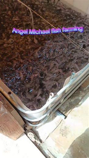 Angel Michael fish farm 🐟🦈🐌 (@angelmichaelfarms)’s videos with original sound - Angel Michael fish farm 🐟🦈🐌