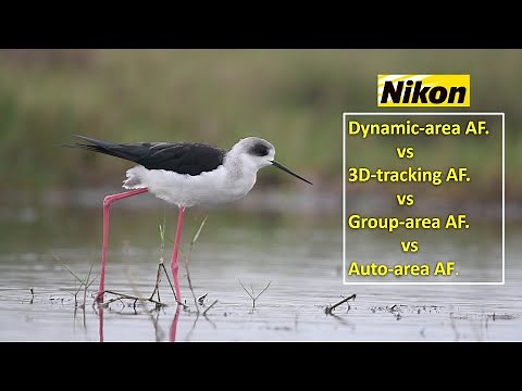 Nikon Dynamic Area AF vs 3D Tracking AF vs Group Area AF vs Auto-area AF | Wildlife Photography .