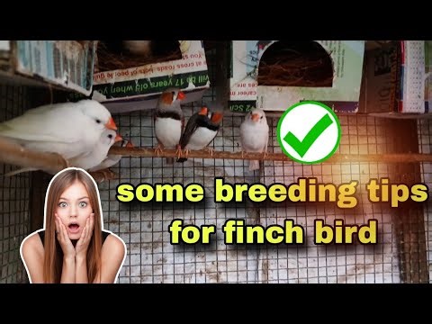 Breeding tips for finch bird//breeding progress #bikubirdsandvlog