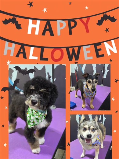 Too cute to spook! | Ruff and Fluff Grooming