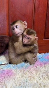 Smart mom care baby monkey, | Tom & Jerry Family