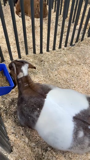 Fort Worth Texas Stock Show and Rodeo | ALG Boer Goat Farm