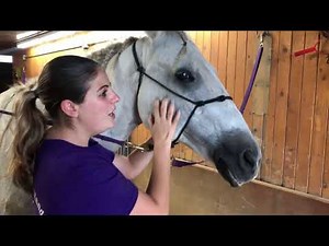 Equine Massage Lesson 7 Part 3