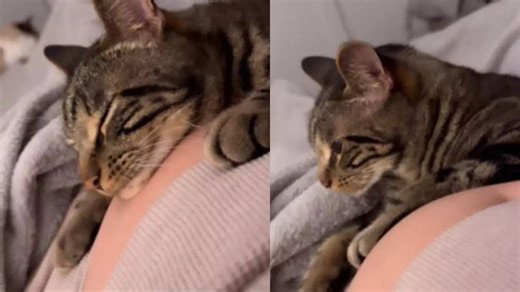 Cat's Reaction To Baby Kicks From Pregnant Lady's Belly Is Adorable | Watch Viral Video