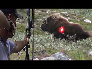 Hunting musk oxen by arrow 🏹😱👌💪 Part 1