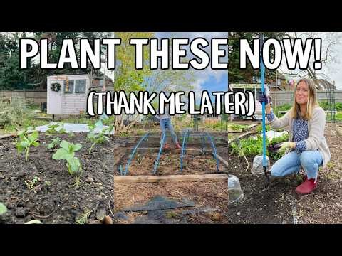 PLANT THESE NOW FOR THE BEST SPRING CROP! / EMMA'S ALLOTMENT DIARIES
