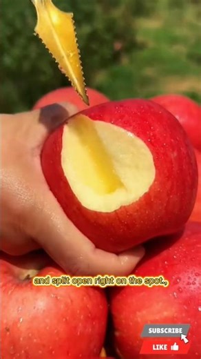 Splitting an Apple Straight From the Tree-So Satisfying! #applecutting #freshfromthetree #applesplit