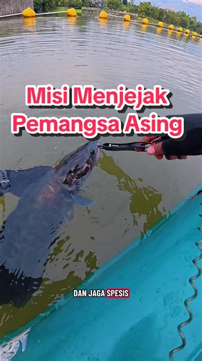 Misi Menjejak Pemangsa Asing di Pusat Rekreasi Air Putrajaya @Ayad Fishing @Abg Din channel #peacockbass #mancing #kayak #toman #healing
