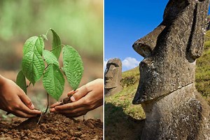 Une initiative de reforestation « historique » pour régénérer l'écosystème de l'île de Pâques