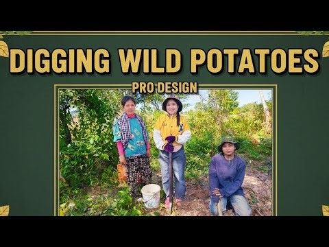 Digging Wild Potatoes #adventure #survival #dailyvlogs ក្រុមខ្មែរ២៥ is live!