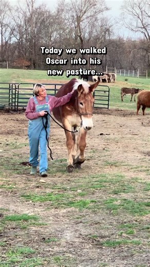 For the past couple days we kept Oscar in a smaller stall so he could safely learn his surroundings. When an animal is blind, rushing them into a big space can be overwhelming, so we take it slow and let them build confidence first. Today was the day we felt he was ready. So we walked Oscar out to a pasture… and introduced him to someone very special. Frosty. Our blind donkey. Two boys who navigate the world without sight… but somehow understand it better than most. ❤️ We hung wind chimes around