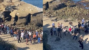 Sea lions caught on camera charging crowd of visitors at La Jolla Cove