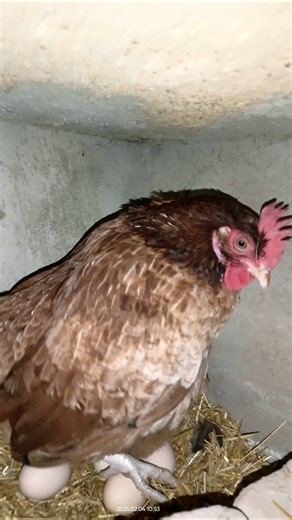 Hen Egg Laying Real Sound 🐔 #real #moments #viral #shorts