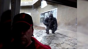 123K views · 958 reactions | Dramatic video shows gorilla attempting to attack zoo visitor | The Independent | Facebook