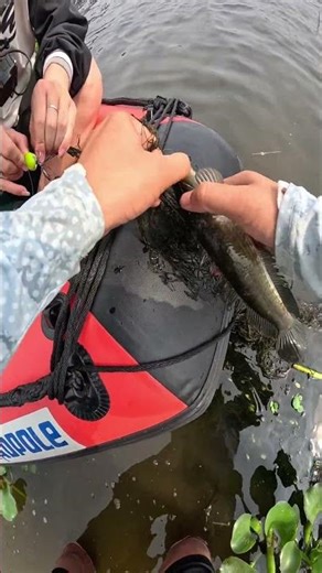 Full Video Câu Cá Lóc Giật 1 Được 2 #fishing #cuafishing