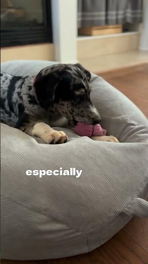 Catahoula Leopard dog puppy training is an exciting experience!