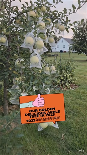 Our Golden Delicious Apple Tree in 2023 (2023年的金帅苹果树) #gardening #mybackyardgarden #fruit