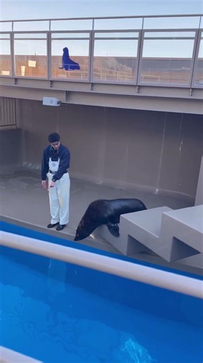 オットセイのbefore after