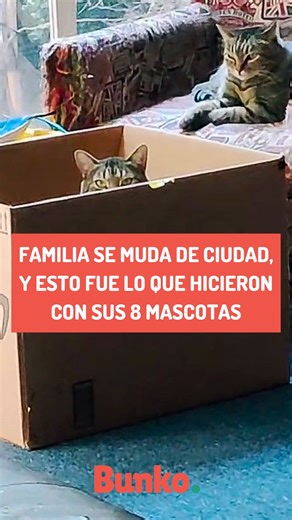 177K views · 10K reactions | Una pareja de casados debía mudarse de ciudad, pero ellos tenían 7 gatos y un perro, así que esto fue lo que decidieron hacer con ellos. | Bunko | Facebook