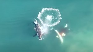 WATCH: Study Records First Ever Footage Of Orcas Hunting Great White Sharks