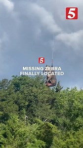 5.6M views · 57K reactions | After a week of searching, officials finally located and rescued Ed, the pet zebra that escaped from its home in Rutherford Co. #zebra #ED #edthezebra #rescued | NewsChannel 5 Nashville | Facebook