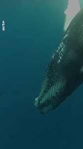 Kanada 🇨🇦 Sie riskieren ihr Leben, um Wale zu retten! 🐋 Fischer, Tierschützer und Meeresbiologen von Campobello Island haben ein gemeinsames Ziel: Wale zu befreien, die sich in Fischerseilen verfangen haben. ⏩ arte.app.link/inselhelden | Arte