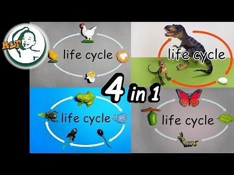 Learn animal life cycle with toy| collection 1|
