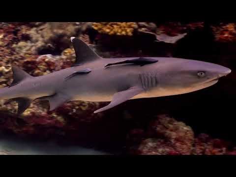 Diving Apo reef, one of top dive sites in the Philippines and the whole Asia (4K, Feb 2026)